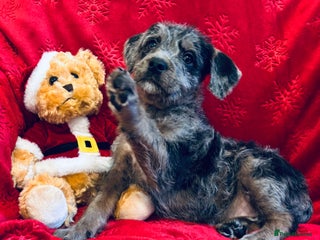 Mixed Breed dogs Stunning Cockerpoo x cavalier King Charle spaniel - Advert 15