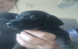 Miniature Dachshund dogs for sale: K.C Beautiful miniature daschunds - Image 11