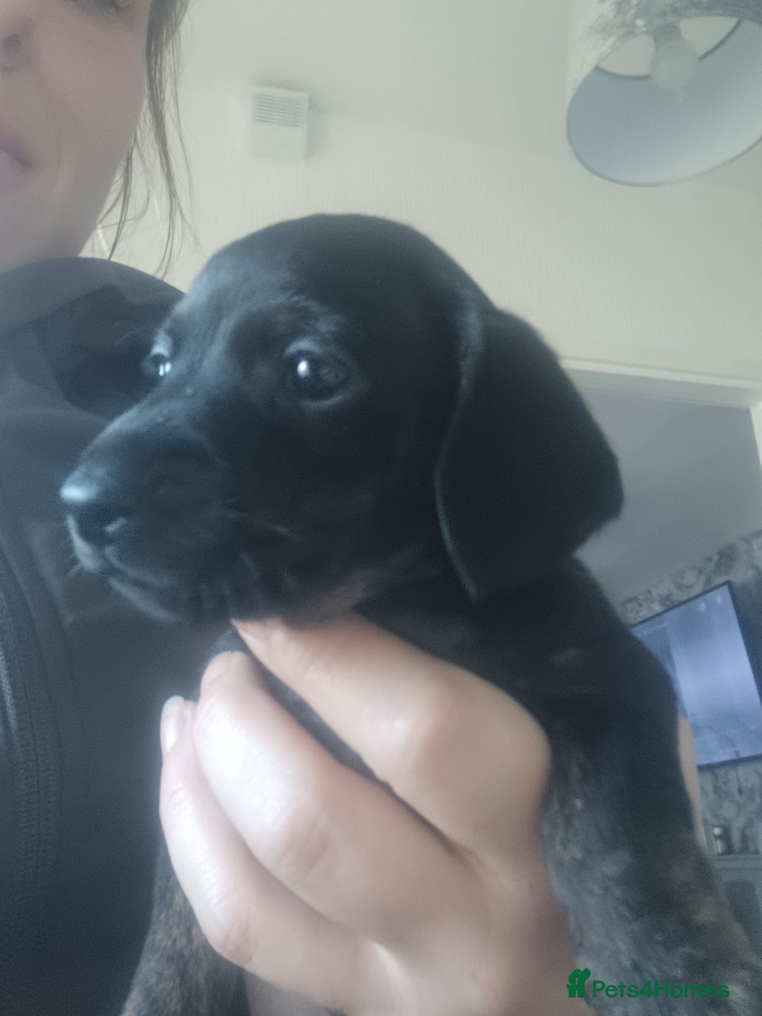 Miniature Dachshund dogs for sale: K.C Beautiful miniature daschunds - Image 11