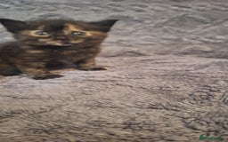 Maine Coon cats for sale: Maincoon cross playful kitten's  - Image 6
