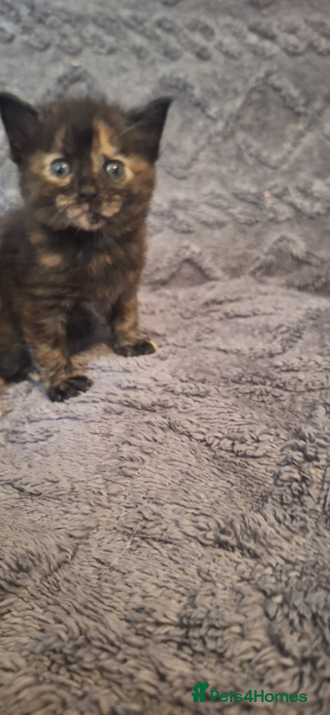 Maine Coon cats for sale: Maincoon cross playful kitten's  - Image 6