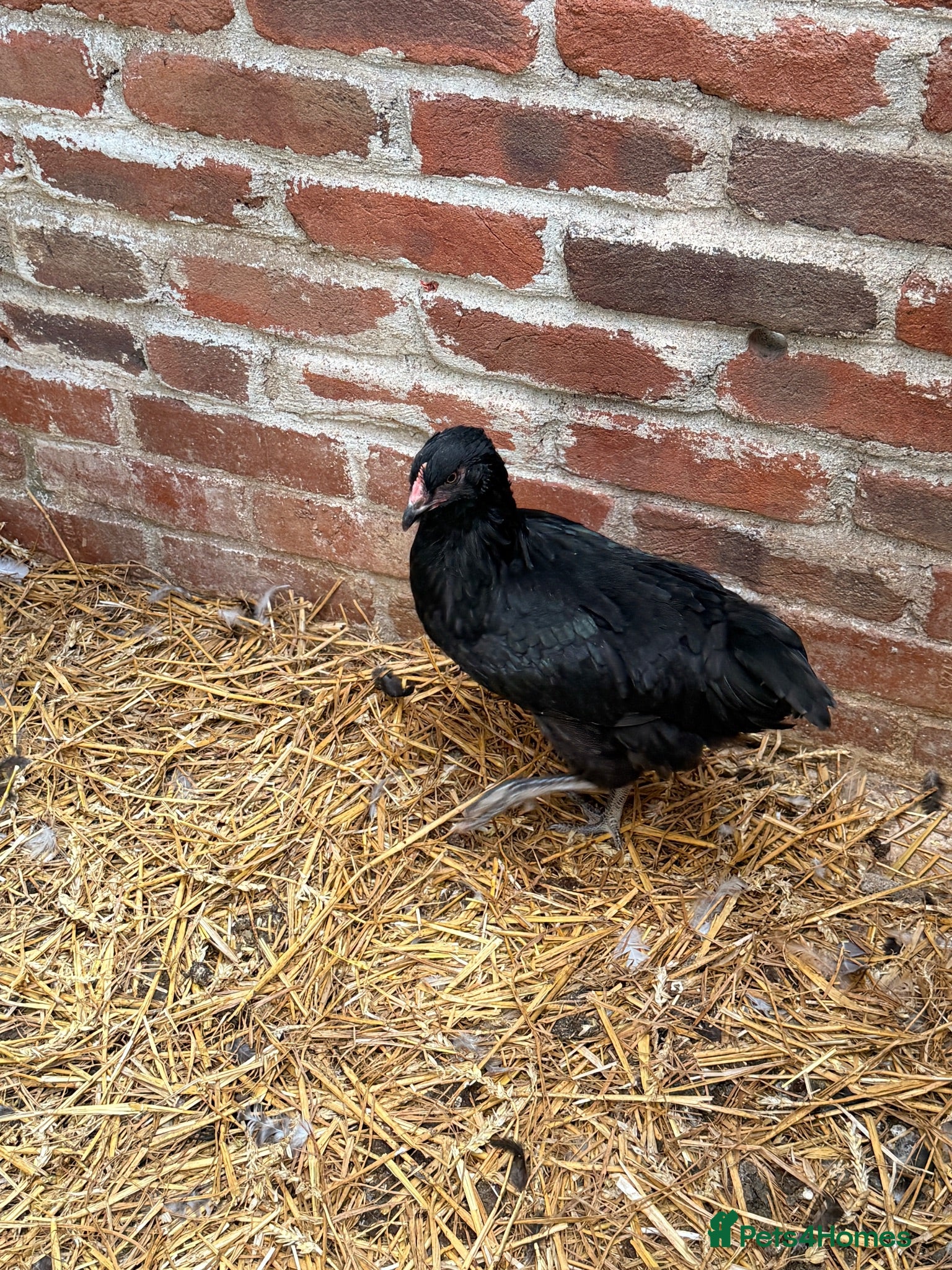 Chickens poultry Jersey Giant cross with Barneveder - Advert 12