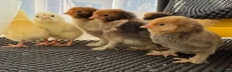 Chickens poultry for sale: Pavlovskya &  - Advert 1