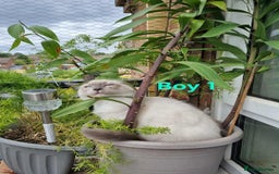 Ragdoll cats for sale: Ragdoll kittens  - Image 2