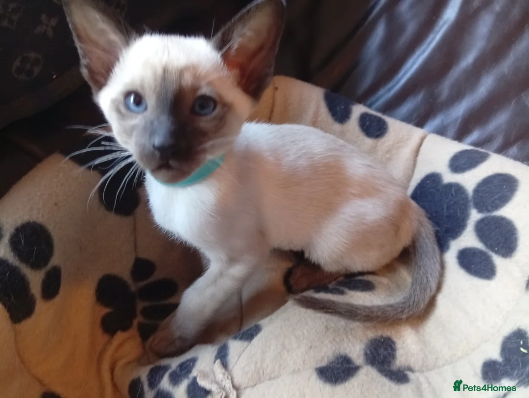 Siamese cats for sale: Gorgeous Siamese kittens!! - Advert 25