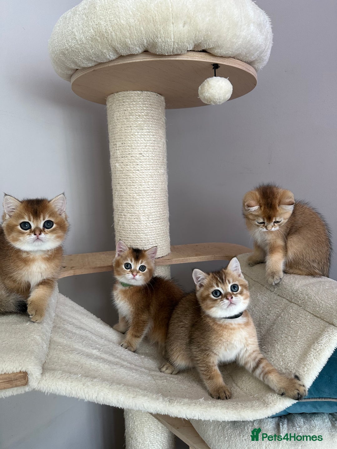 British Shorthair cats for sale: BSH Golden kittens  - Image 8