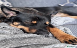 Mixed Breed dogs for sale: Alaskan Rottweiler Chow - Image 2