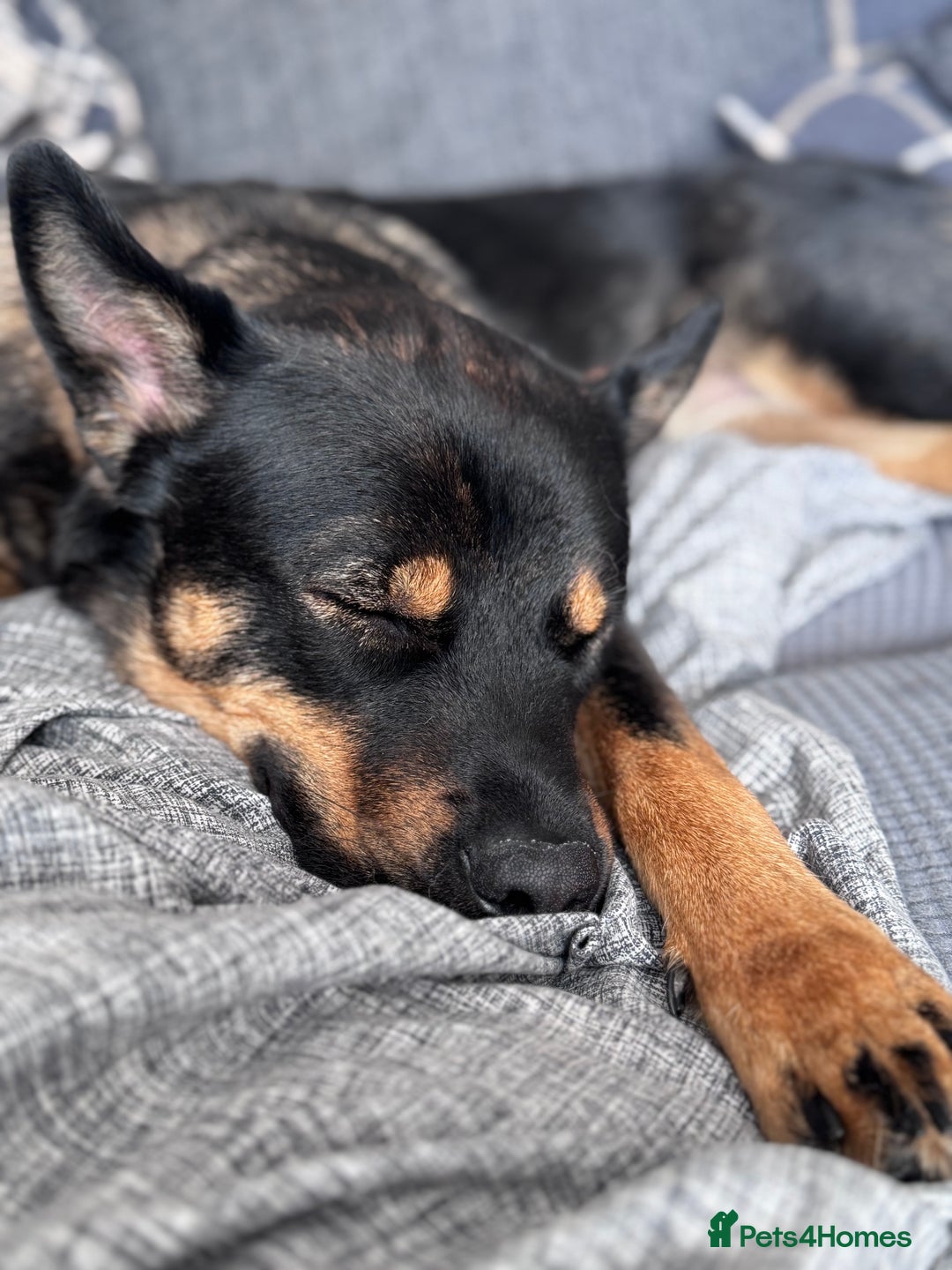 Mixed Breed dogs for sale: Alaskan Rottweiler Chow - Image 2