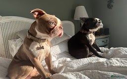 Boston Terrier dogs for sale: Exceptional Blue Boston Terrier Puppies 💙🐾 - Image 28