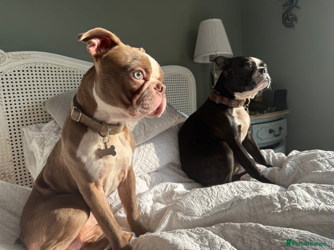 Boston Terrier dogs for sale: Exceptional Blue Boston Terrier Puppies 💙🐾 - Image 28