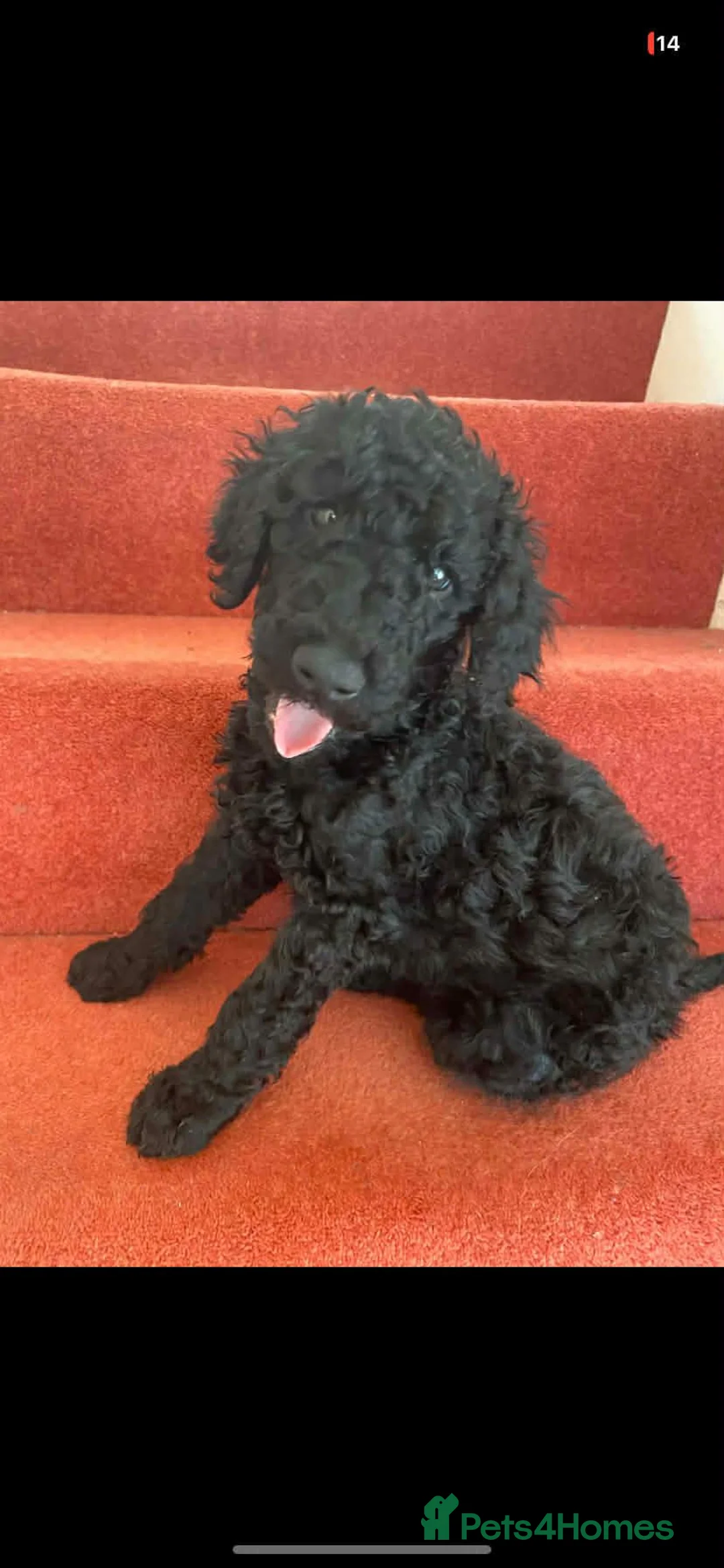 Standard Poodle dogs for sale: wonderful poodle puppies - Advert 2