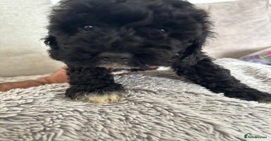 Cavapoo dogs - Advert 11
