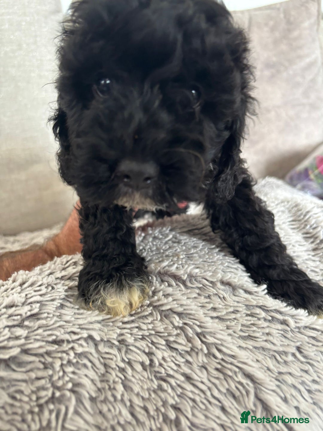 Cavapoo dogs for sale: 🐶 F1B CAVAPOOS 5* HEALTH CHECK 🐶 - Image 6