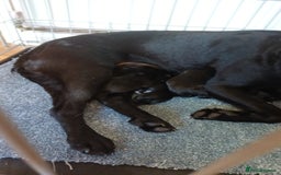 Mixed Breed dogs for sale: Labrador cross puppies - Image 6