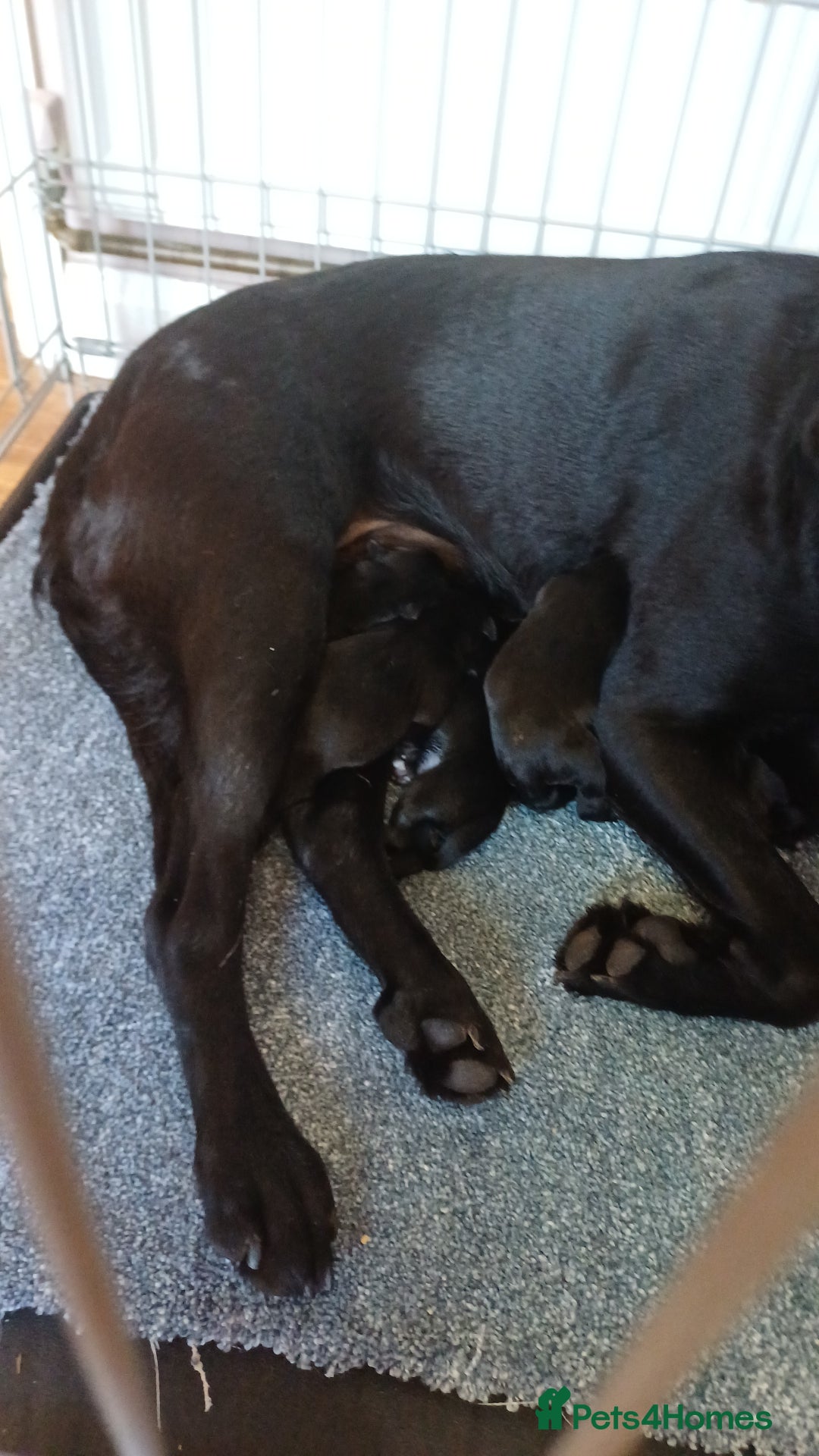 Mixed Breed dogs for sale: Labrador cross puppies - Image 6