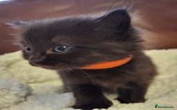 Ragdoll cats for sale: Ragdoll x BSH kittens (individually priced) - Image 17