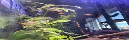 Platies fish for sale: Mixture of platy fish available  in Reading - Advert 4