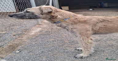 Mixed Breed dogs - Advert 4