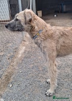 Mixed Breed dogs Urgent Now 🚨 Please offer Kiro a home 🏠 - Advert 13