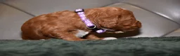 Cockapoo dogs for sale: F1 Toy Cockapoo Puppies Fully Health Tested - Advert 17