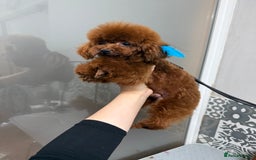 Poodle dogs for sale: Stunning Asian poodle for sale 🤩 - Image 5