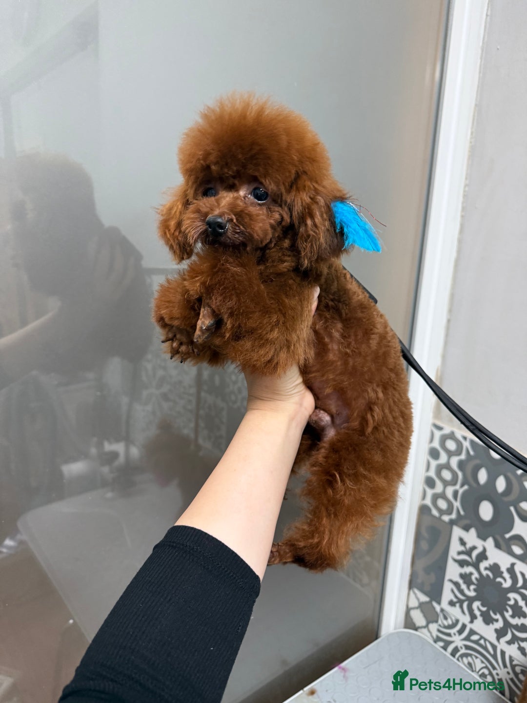 Poodle dogs for sale: Stunning Asian poodle for sale 🤩 - Image 5