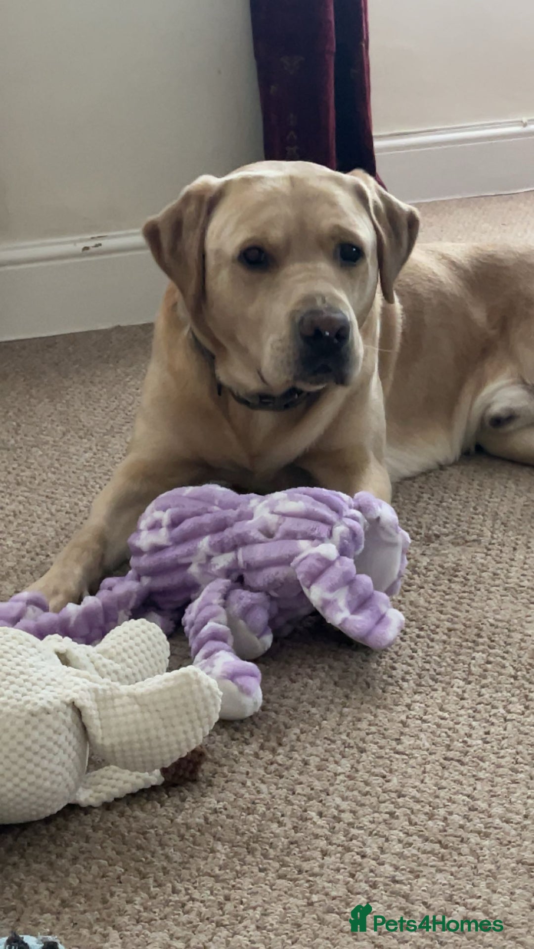 Labrador Retriever dogs for sale: Labrador for sale - Advert 3