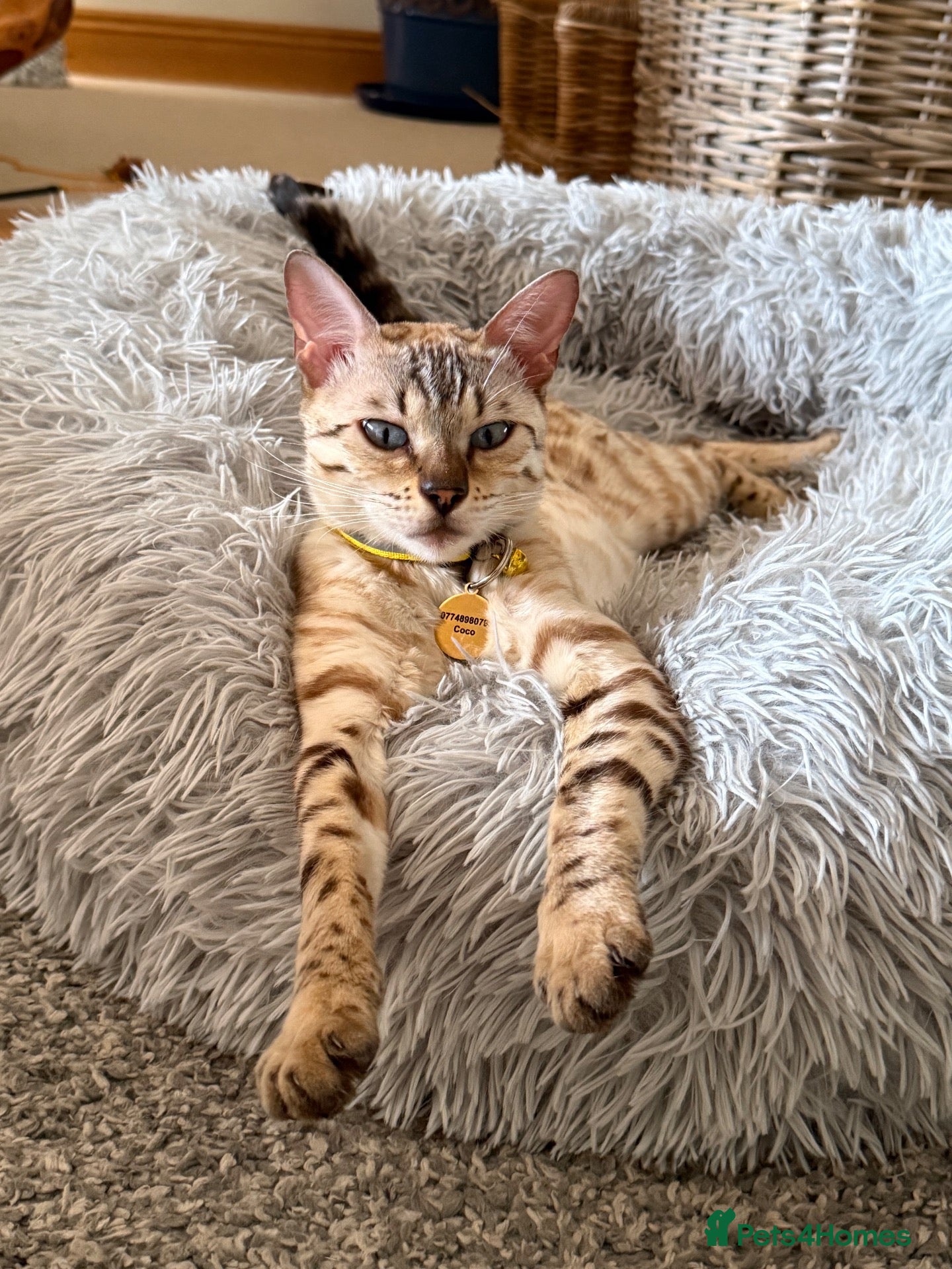 Bengal cats Beautiful half Bengal kittens - Advert 2