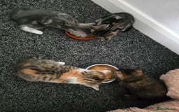 British Shorthair cats for sale: 🐱Four  Sisters Looking for Their Forever Homes!  - Image 15