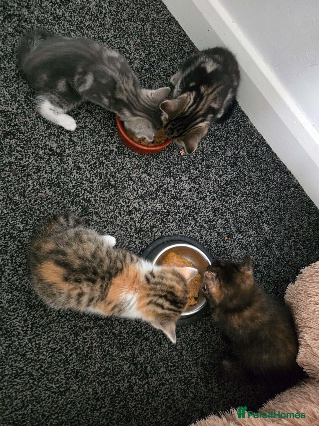 British Shorthair cats for sale: 🐱Four  Sisters Looking for Their Forever Homes!  - Image 15