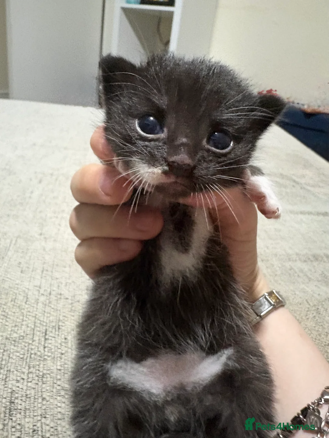 Domestic Shorthair cats for sale: Cat litter  in Chesterfield - Advert 2