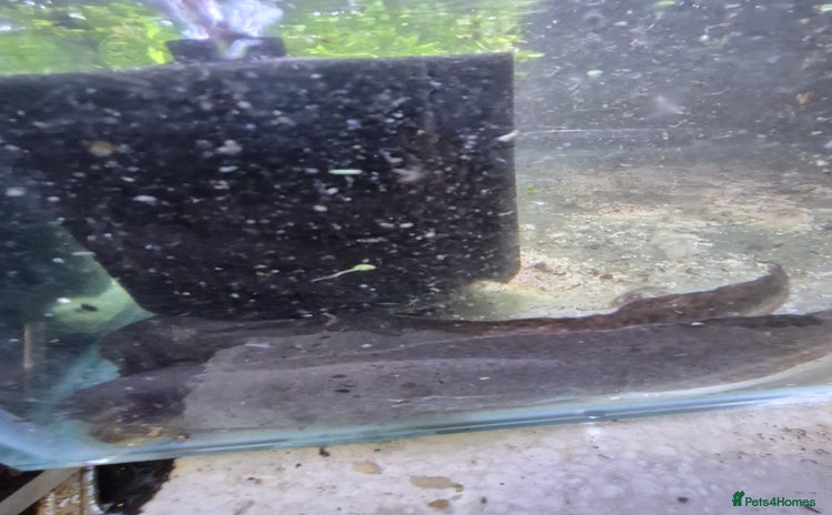 Other/Mixed Breed fish - Advert 11