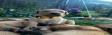 Labrador Retriever 2
