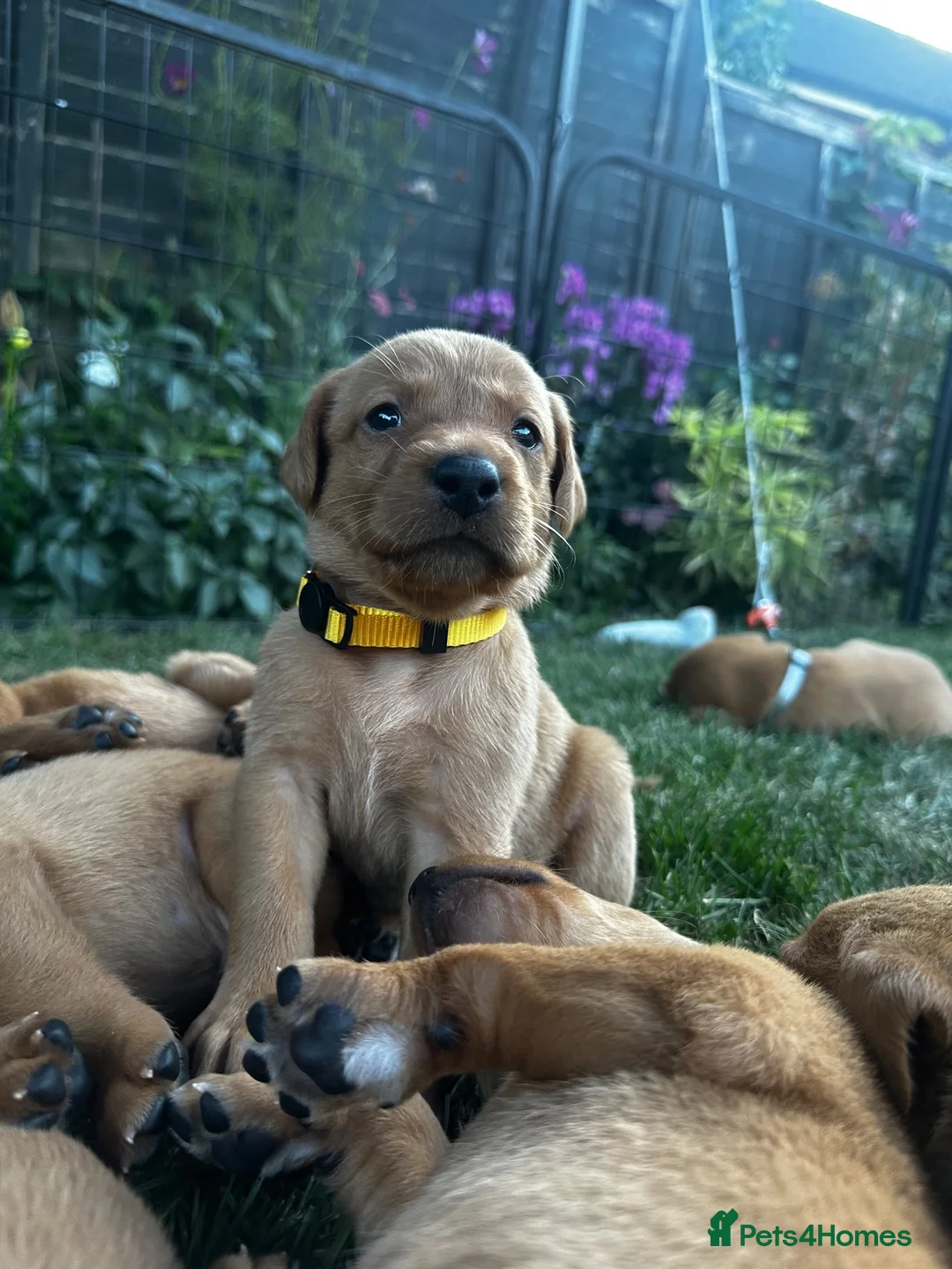 Labrador Retriever dogs for sale: Fox Red Labrador Puppies 🐾 - Advert 9