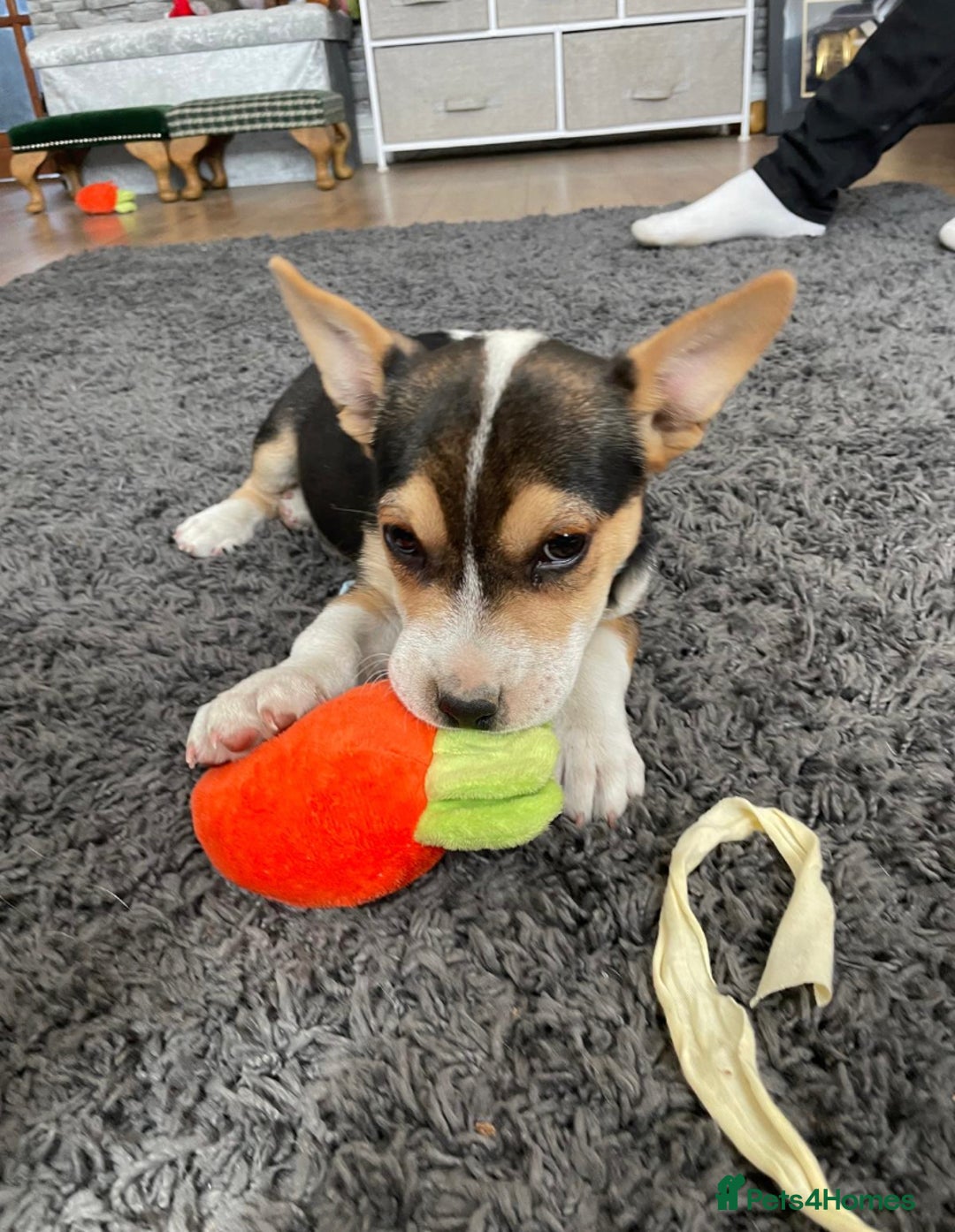 Mixed Breed dogs for sale: Terrier cross puppies for sale.  - Image 2