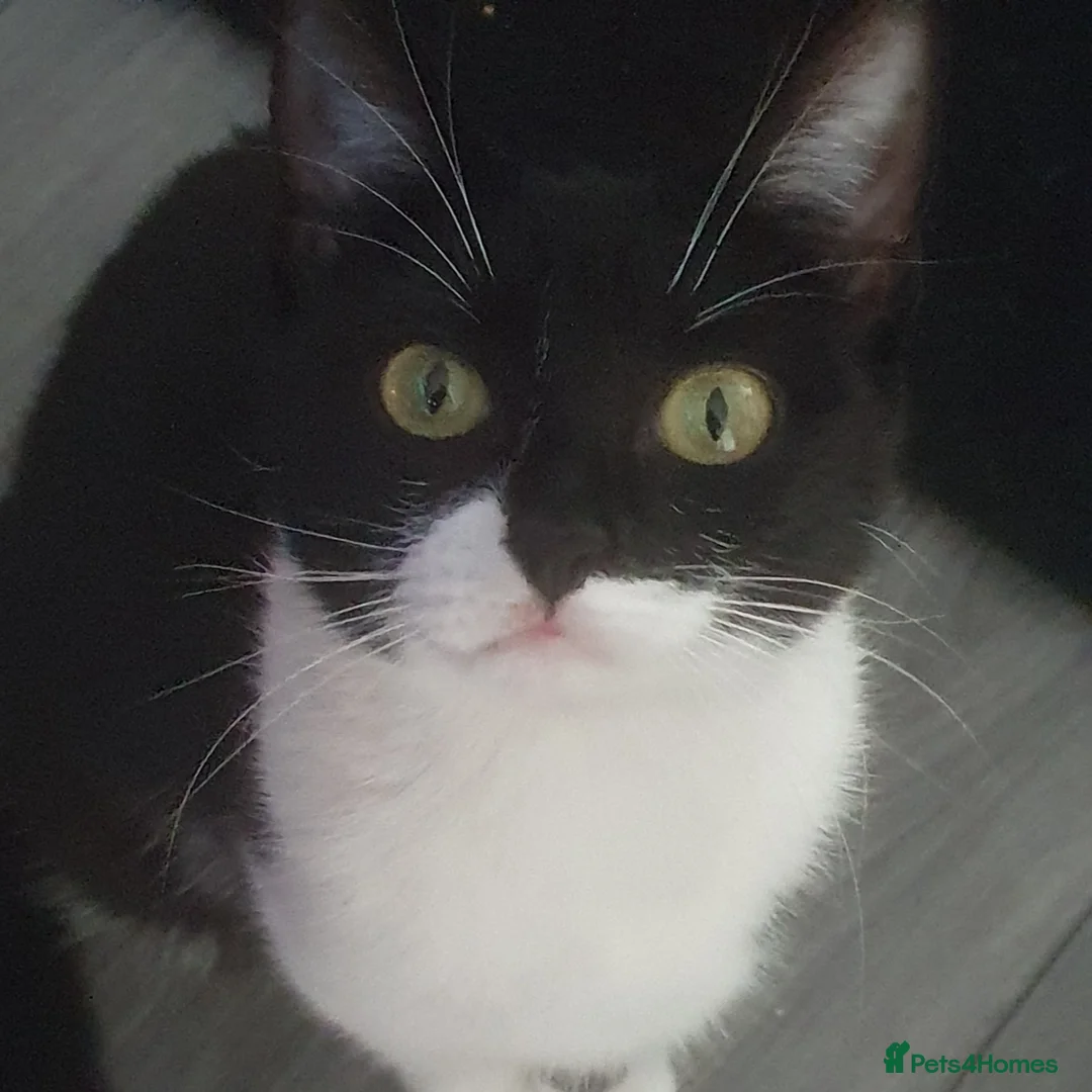 Mixed Breed cats for sale: 4 week old kittens  - Advert 2