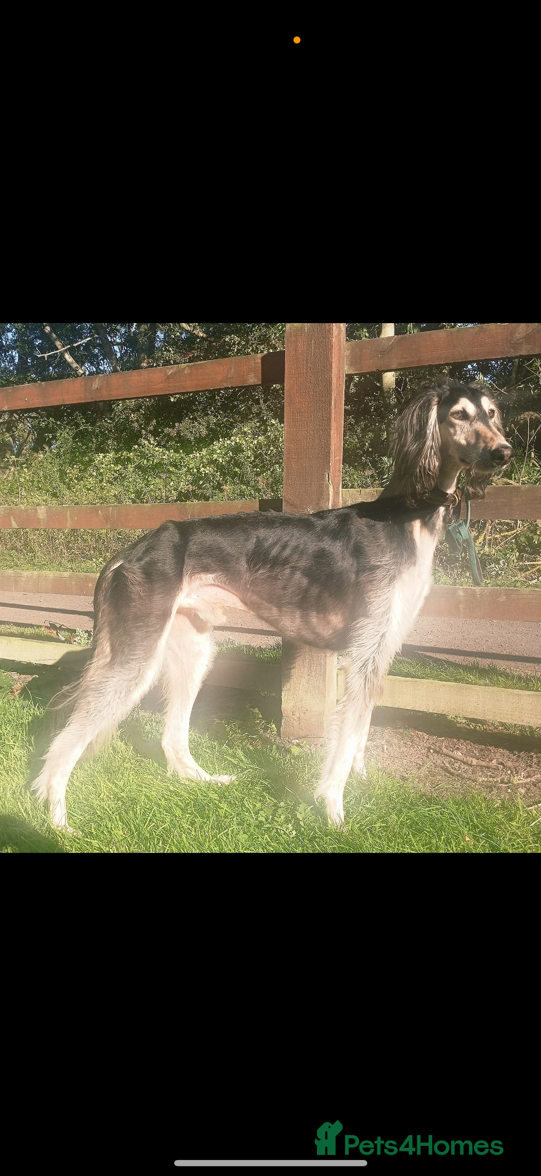 Saluki dogs for sale: Beautiful Saluki  - Image 22