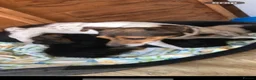 Jackapoo dogs for sale: Jackapoo puppies  in Huntingdon - Advert 2