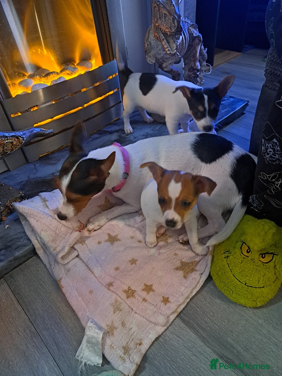 Mixed Breed dogs for sale: Jackawhah  - Advert 2