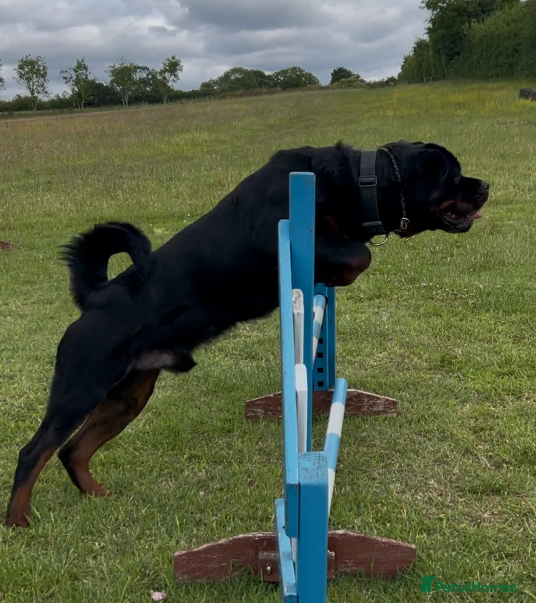 Rottweiler dogs for stud: Rottweiler DNA health tested,,EYE SCANNED  in Wellingborough - Advert 12