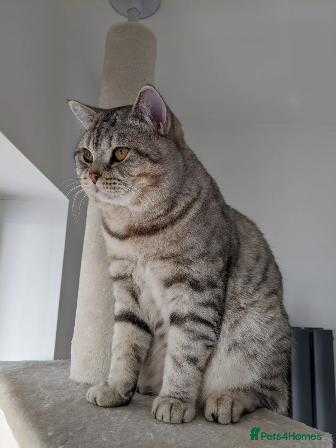 British Shorthair cats for stud: British Shorthair ** Stud ** indoor in Derby - Advert 3