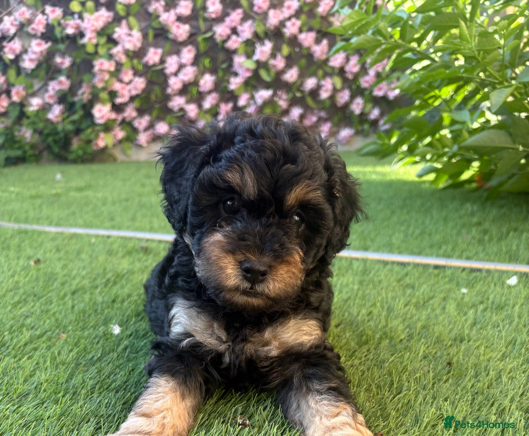 Cavapoo dogs for sale: REDUCED! 1 gorgeous little boy left and ready! in Grays - Image 4