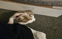 Mixed Breed dogs for sale: Frenchton Pups - Image 17