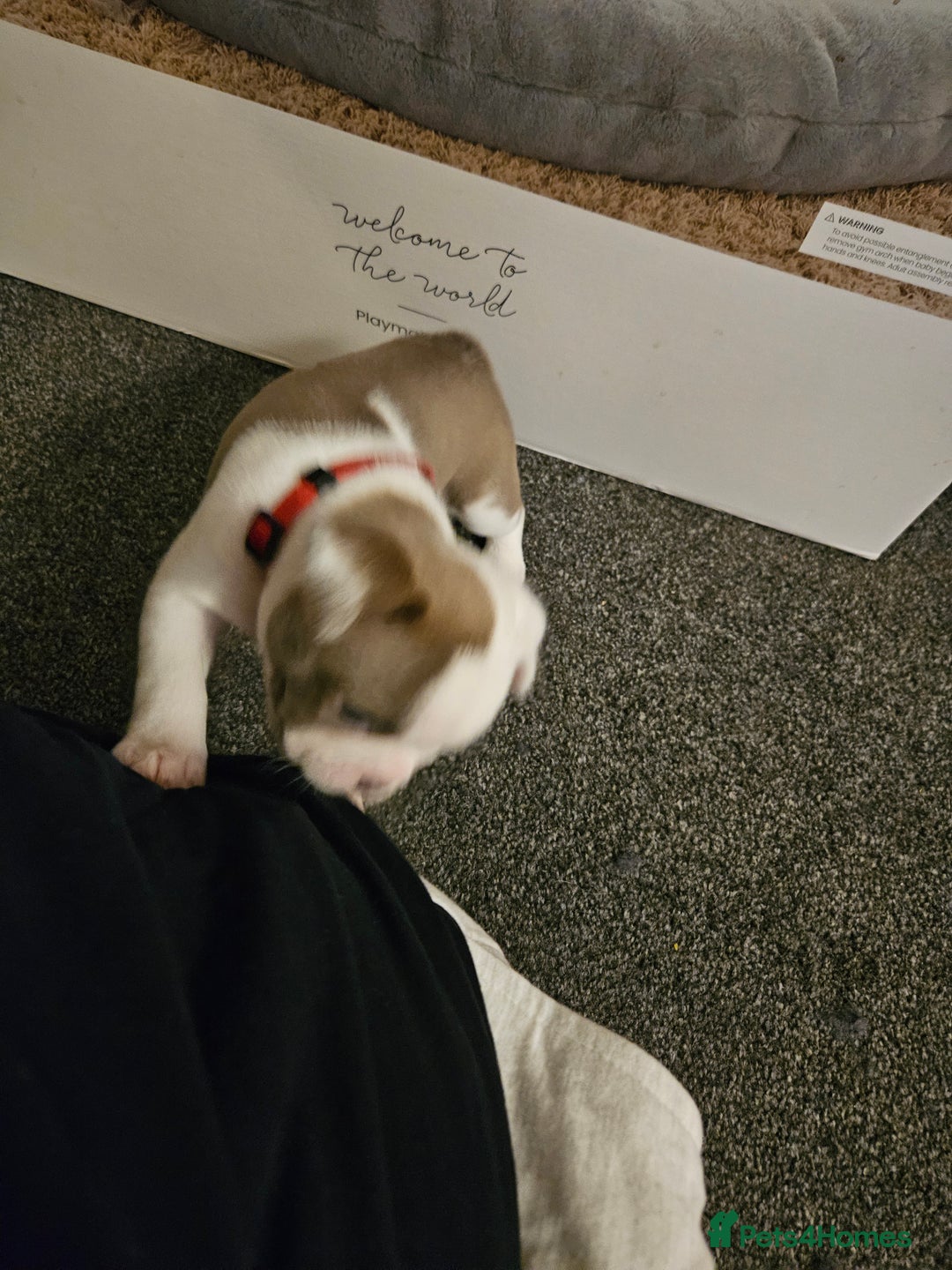 Mixed Breed dogs for sale: Frenchton Pups - Image 17