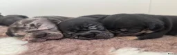 French Bulldog dogs for sale: Outstanding Family Raised frenchies❤️ READY NOW  - Advert 23