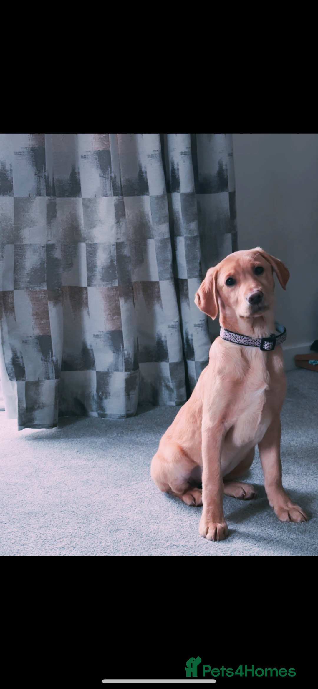 Labrador Retriever dogs for sale: Maisie  - Advert 2