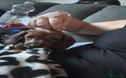 Miniature Dachshund dogs for sale: Miniature daschund Ready now - Image 17