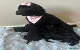 Cockapoo dogs for sale: 🖤BEAUTIFUL COCKAPOO FOR SALE🖤 - Advert 14