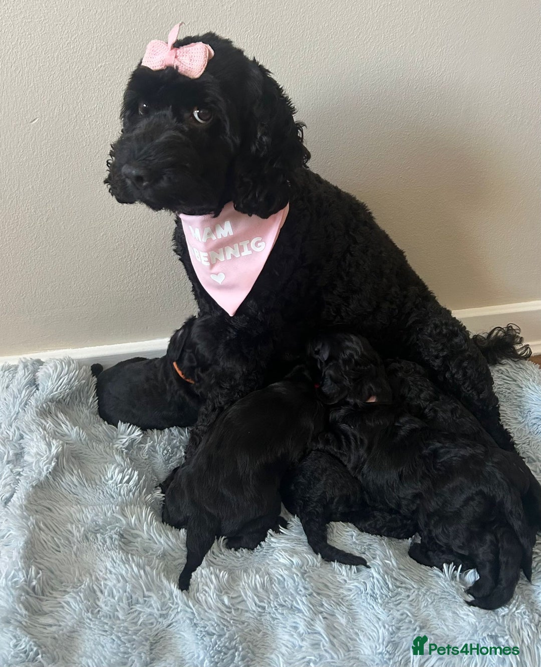 Cockapoo dogs for sale: 🖤BEAUTIFUL COCKAPOO FOR SALE🖤 - Advert 14