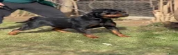Rottweiler dogs for sale: Rottweiler Puppies  - Advert 10